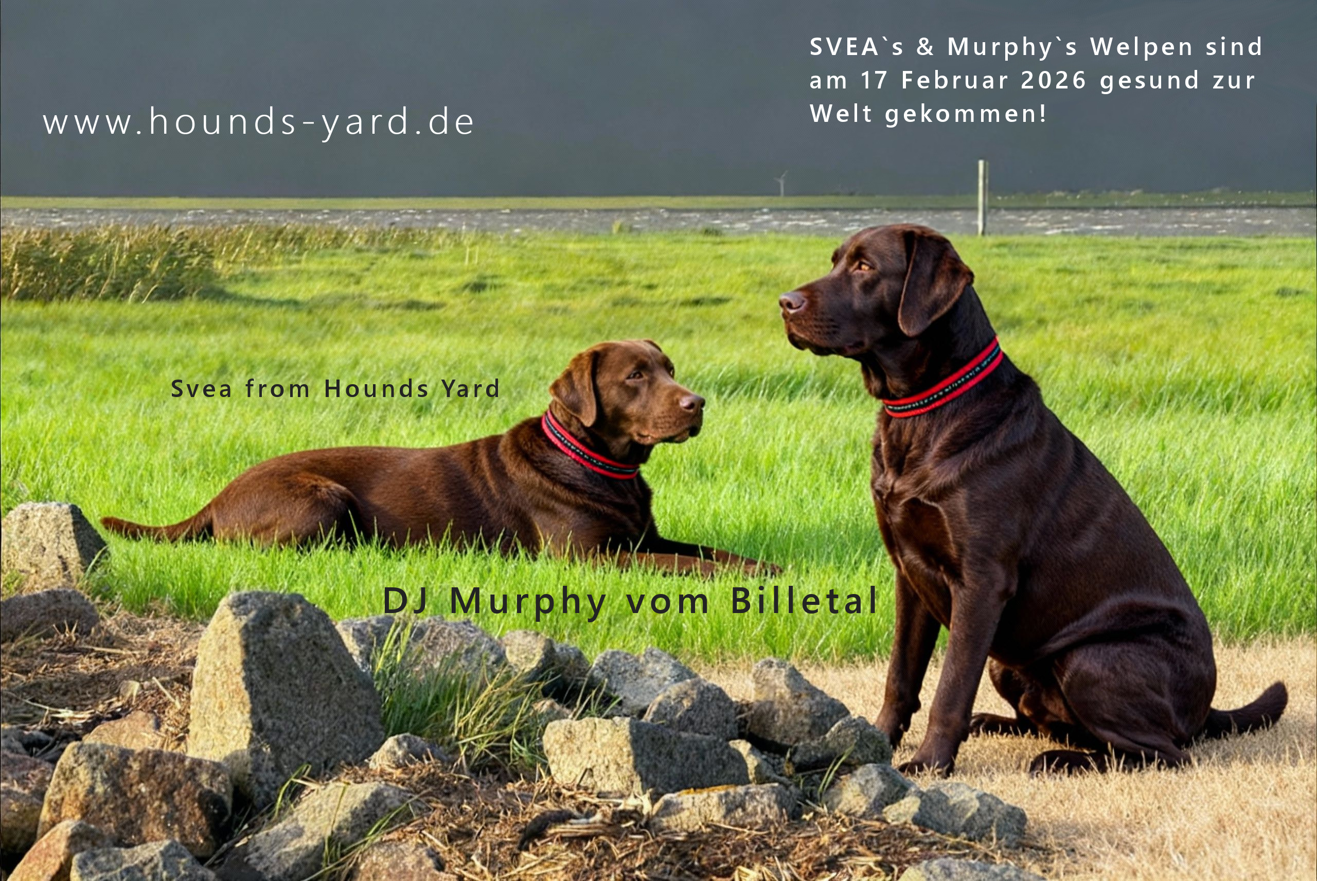 SVEA From Hounds Yard